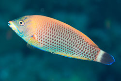 BD-131209-St-Johns-1007-Pseudodax-moluccanus-(Valenciennes.-1840)-[Chiseltooth-wrasse].jpg